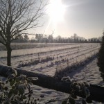 Winterimpressionen 2012: ... dann kam die Sonne zum Vorschein.